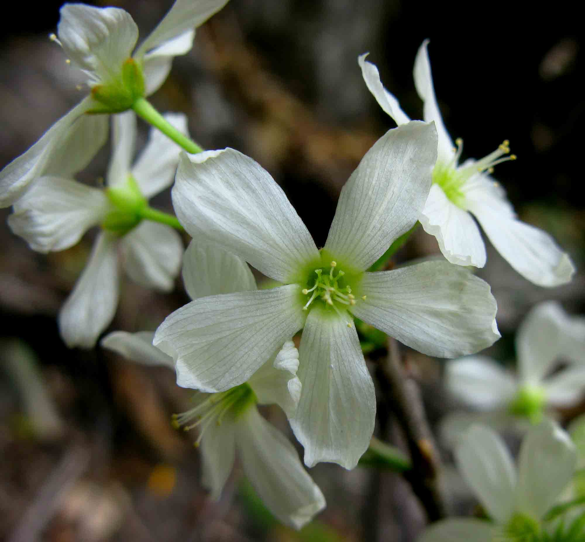 Rourea orientalis Rourea orientalis
