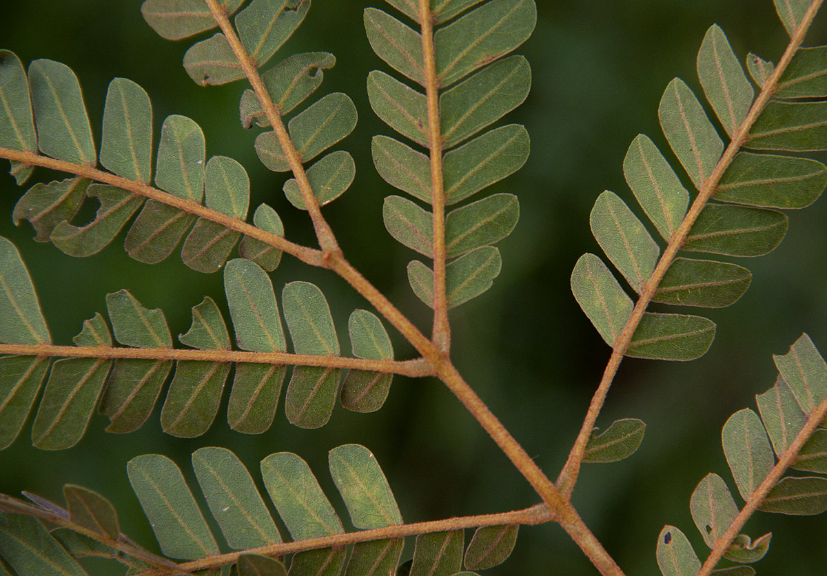 Albizia adianthifolia var. adianthifolia Albizia adianthifolia var. adianthifolia