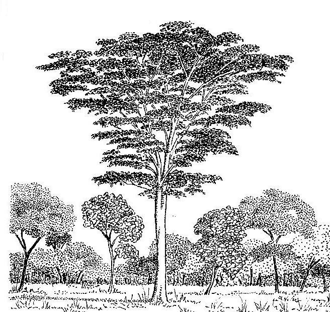 Albizia adianthifolia var. adianthifolia Albizia adianthifolia var. adianthifolia