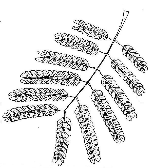 Albizia adianthifolia var. adianthifolia Albizia adianthifolia var. adianthifolia