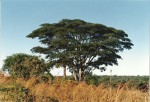 Albizia adianthifolia var. adianthifolia
