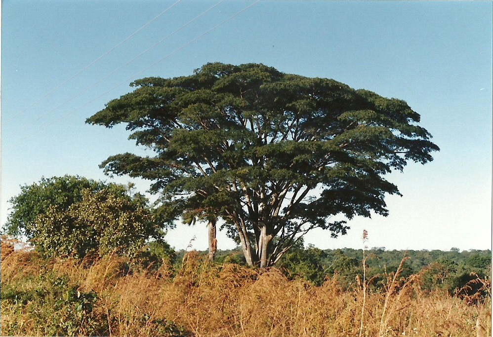 Albizia adianthifolia var. adianthifolia