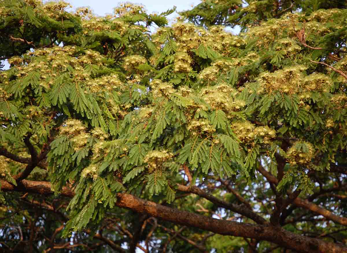 Albizia adianthifolia var. adianthifolia Albizia adianthifolia var. adianthifolia