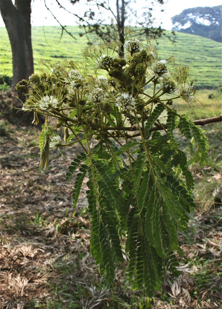 Albizia adianthifolia var. adianthifolia