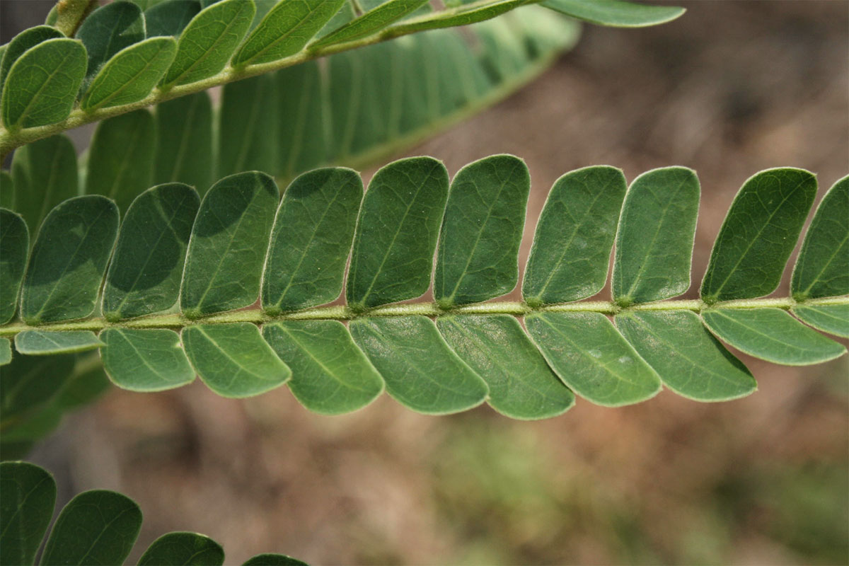 Albizia adianthifolia var. adianthifolia Albizia adianthifolia var. adianthifolia