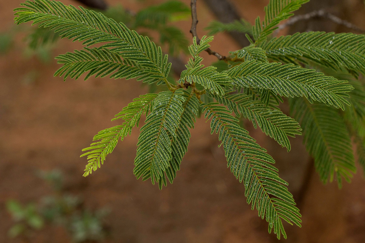 Albizia amara subsp. sericocephala