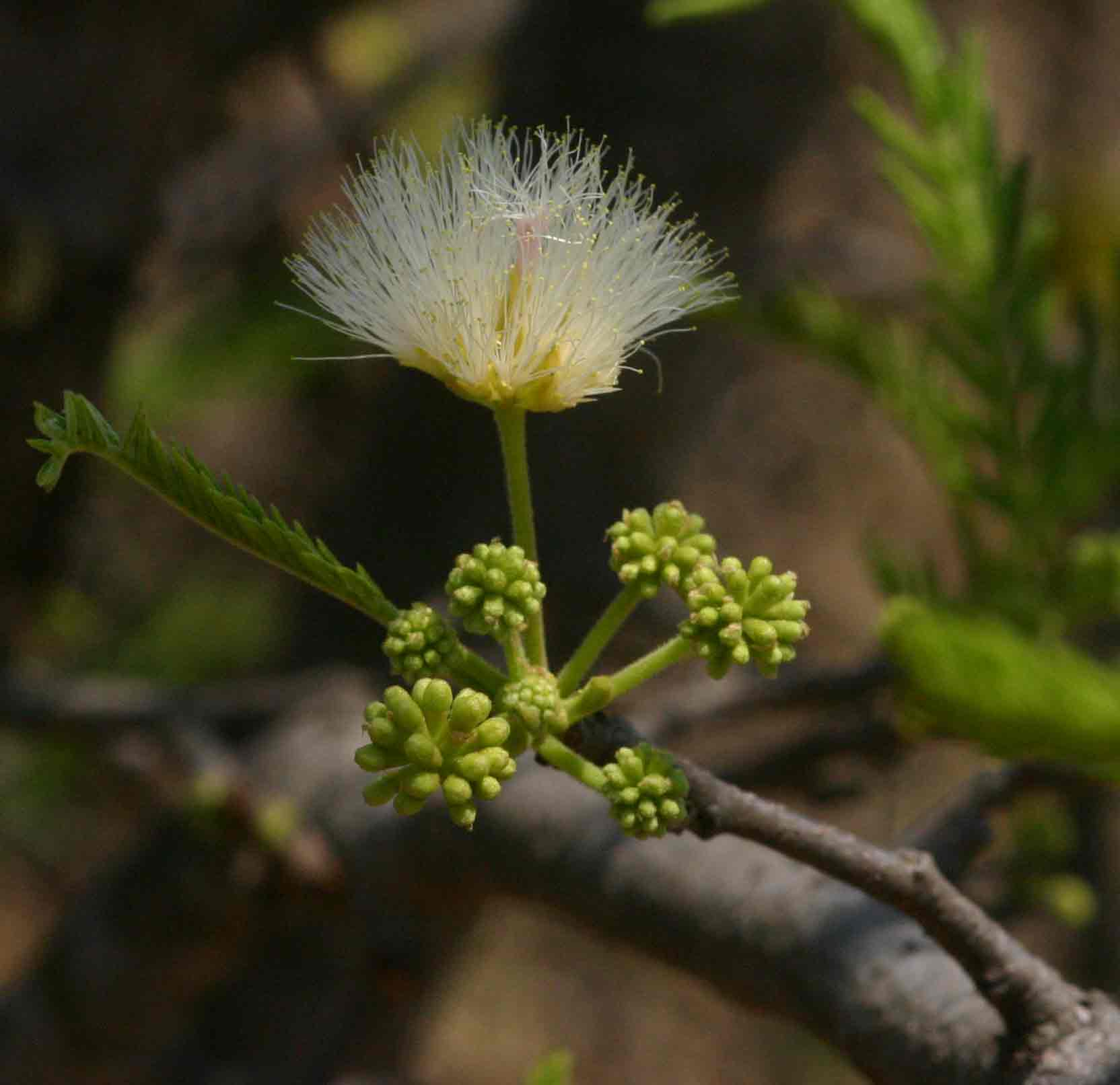 Albizia amara subsp. sericocephala Albizia amara subsp. sericocephala