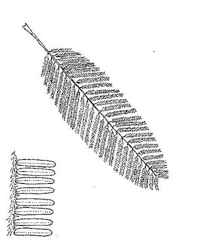 Albizia amara subsp. sericocephala Albizia amara subsp. sericocephala