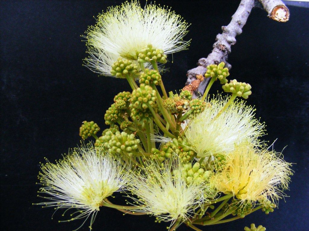 Albizia antunesiana Albizia antunesiana