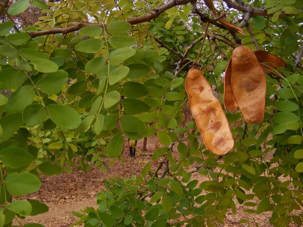 Albizia antunesiana Albizia antunesiana