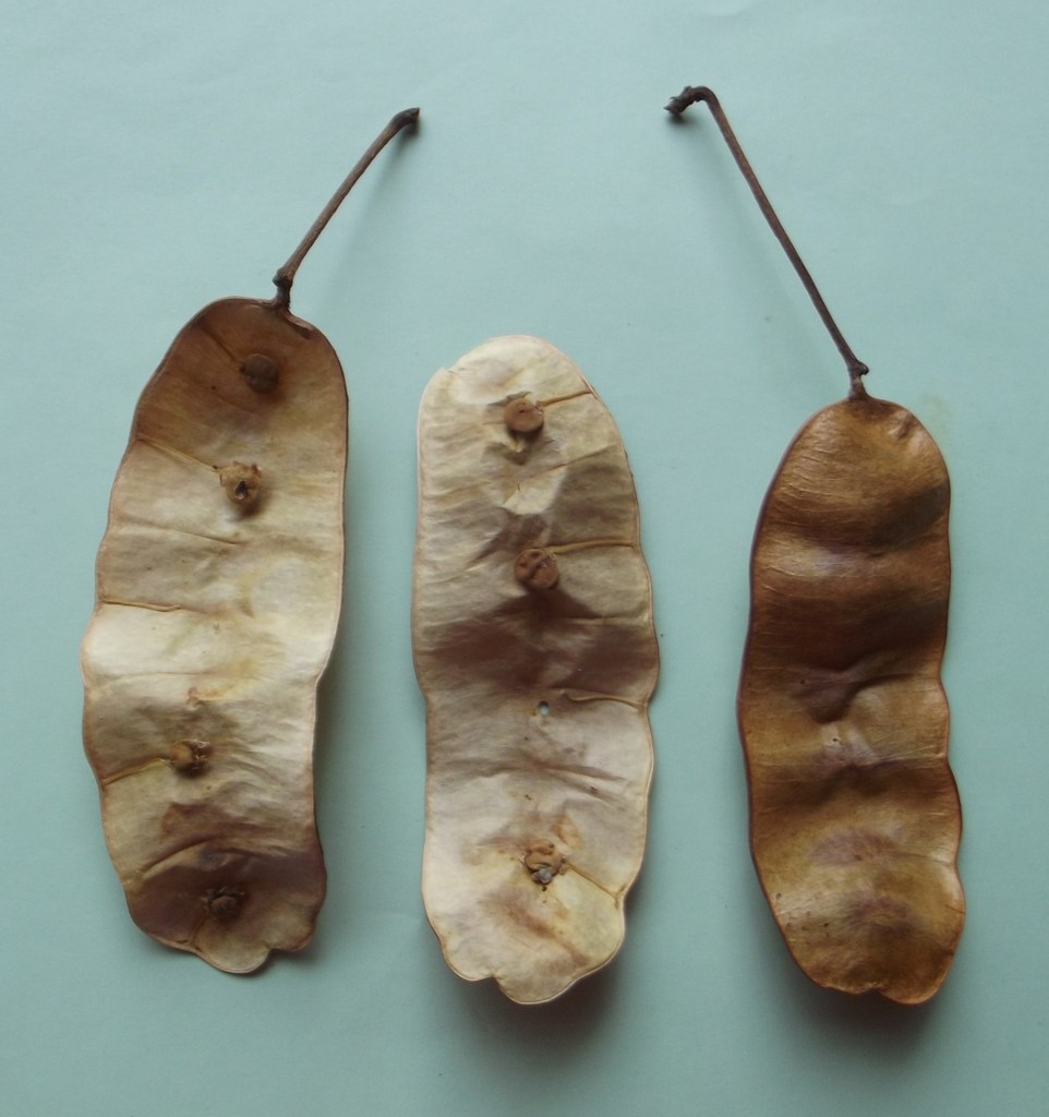 Albizia antunesiana Albizia antunesiana