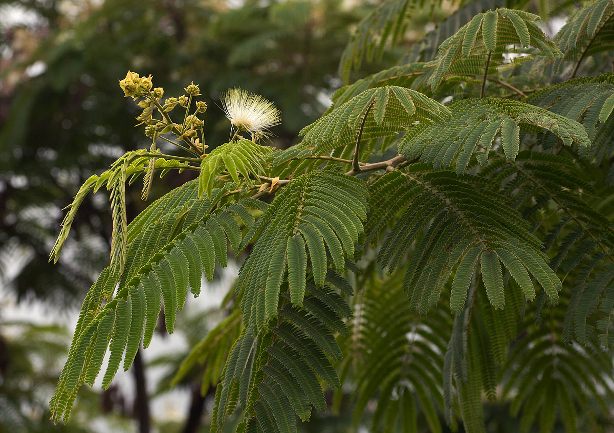 Albizia chinensis