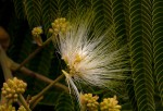Albizia chinensis