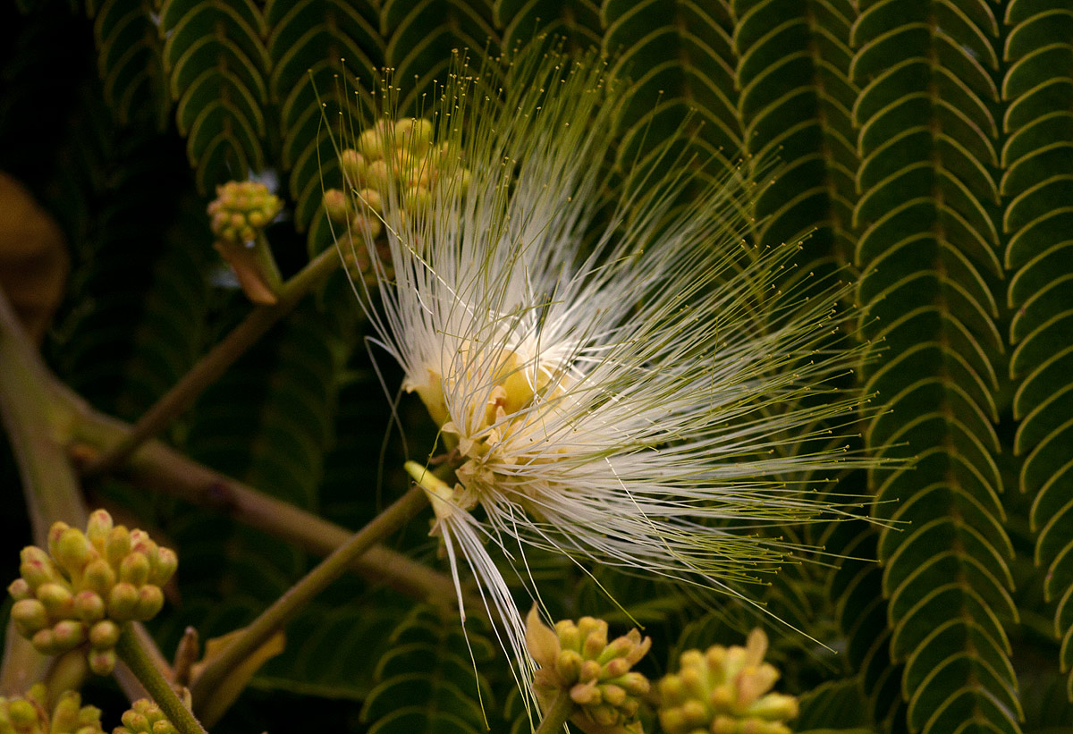 Albizia chinensis