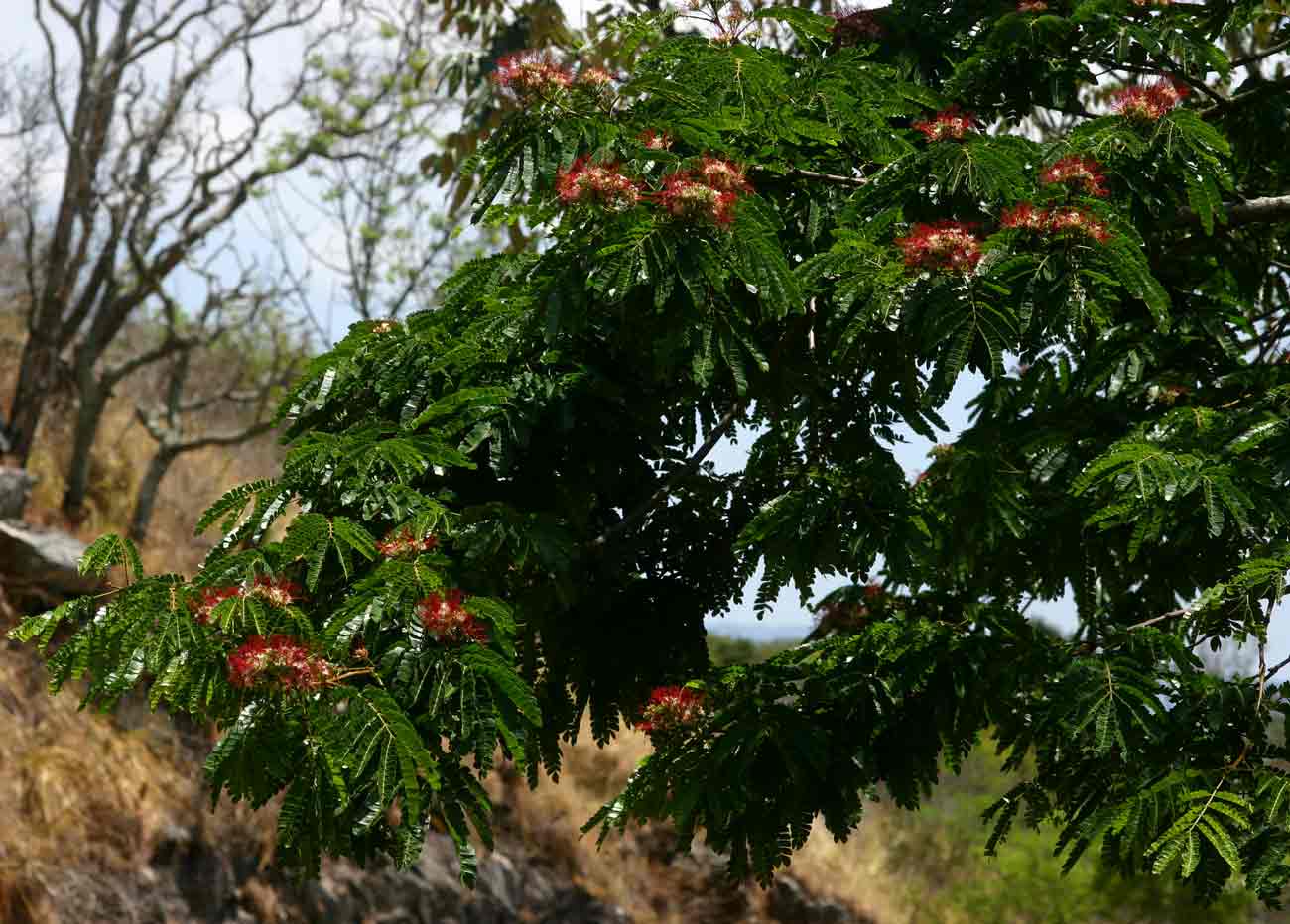 Albizia gummifera Albizia gummifera