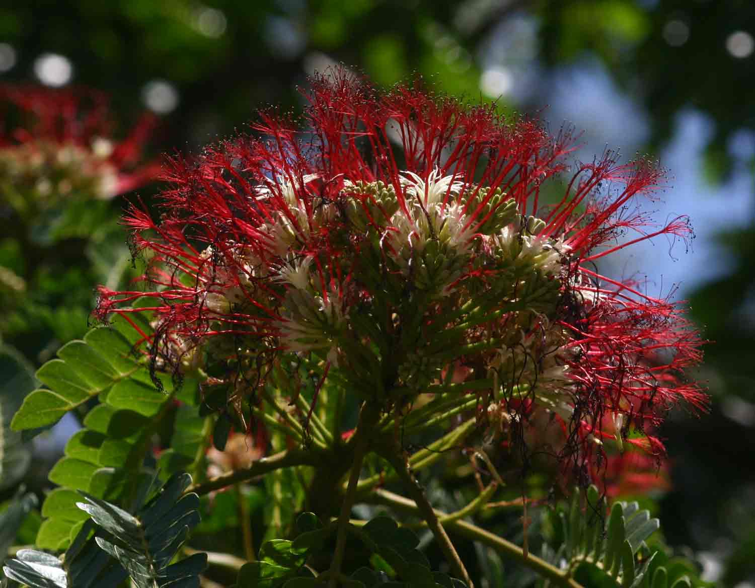 Albizia gummifera Albizia gummifera