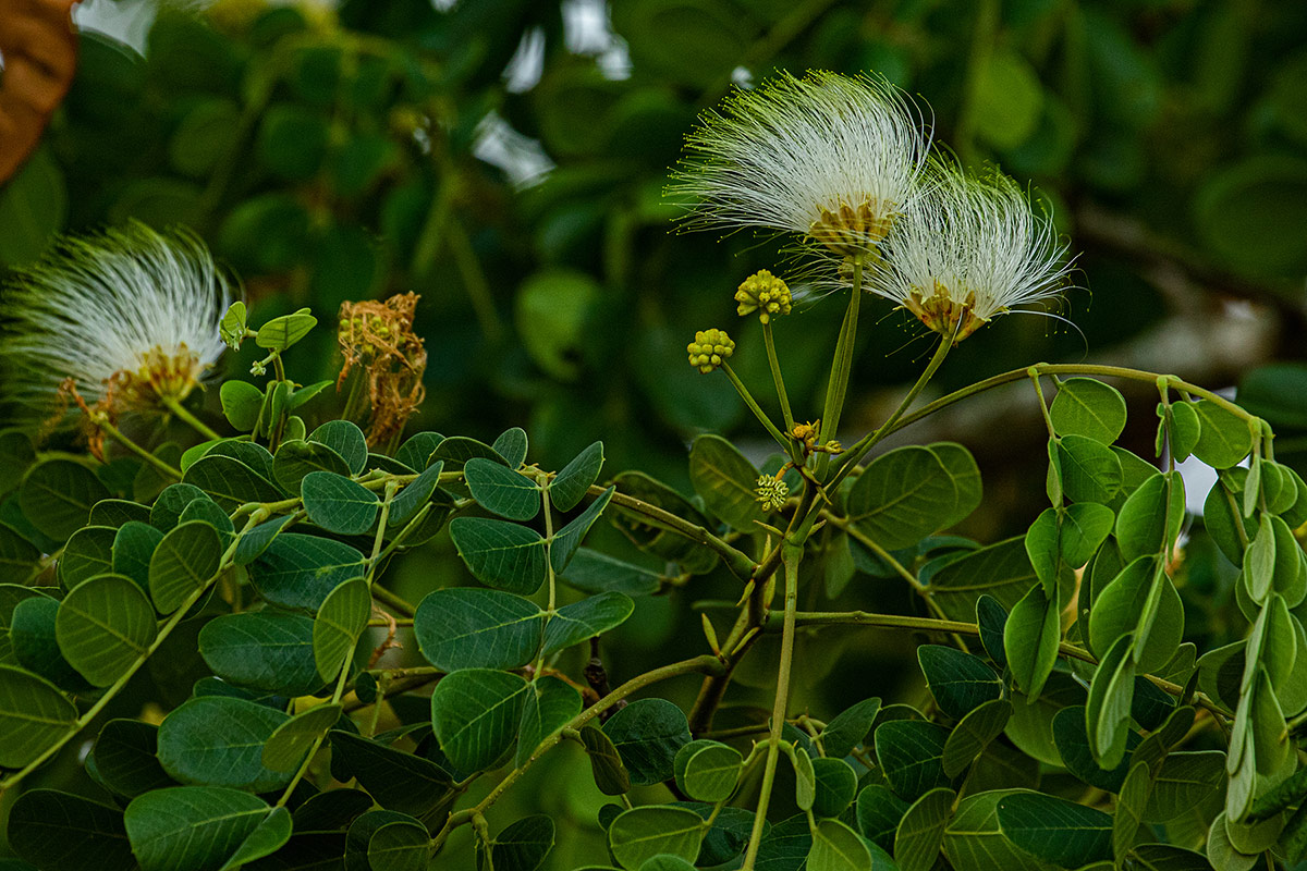 Albizia versicolor Albizia versicolor