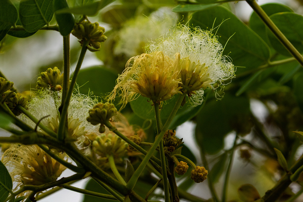 Albizia versicolor Albizia versicolor