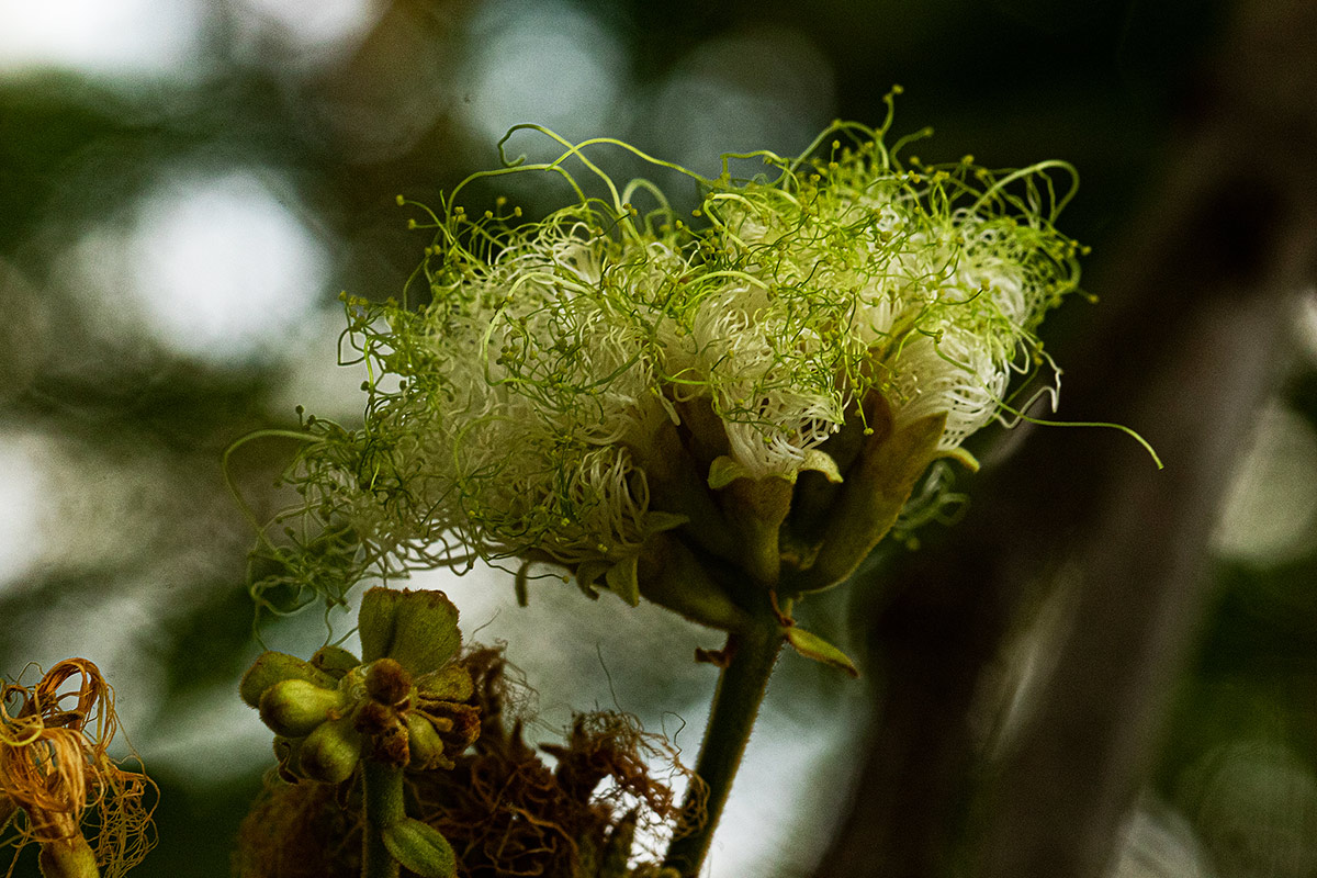 Albizia versicolor Albizia versicolor