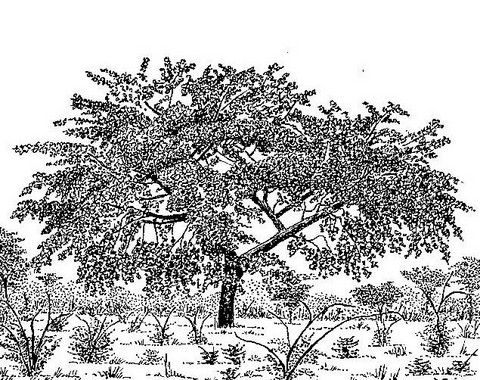 Albizia versicolor Albizia versicolor