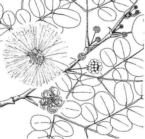 Albizia versicolor Albizia versicolor