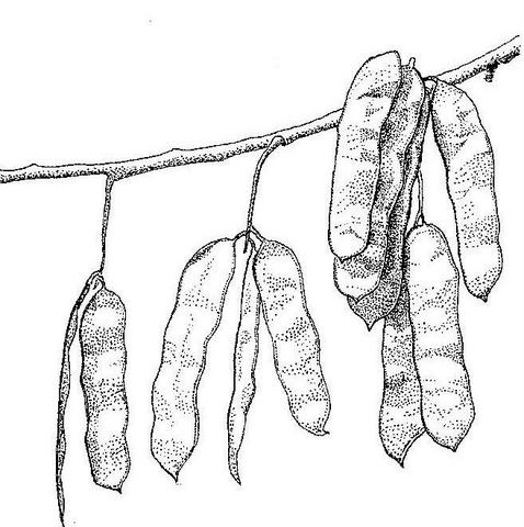 Albizia versicolor Albizia versicolor