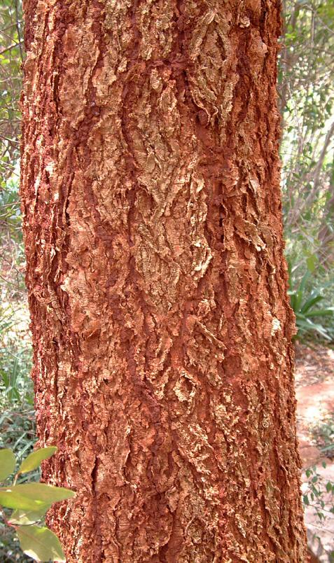 Acacia abyssinica subsp. calophylla
