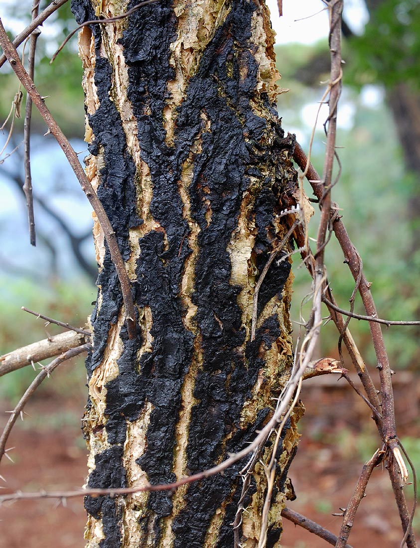 Acacia abyssinica subsp. calophylla
