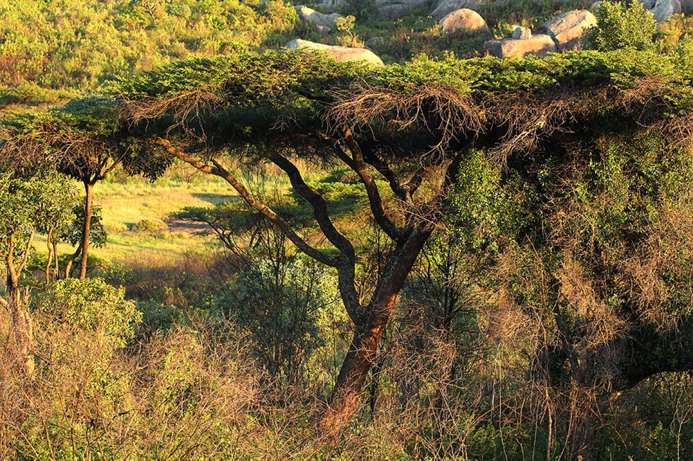 Acacia abyssinica subsp. calophylla