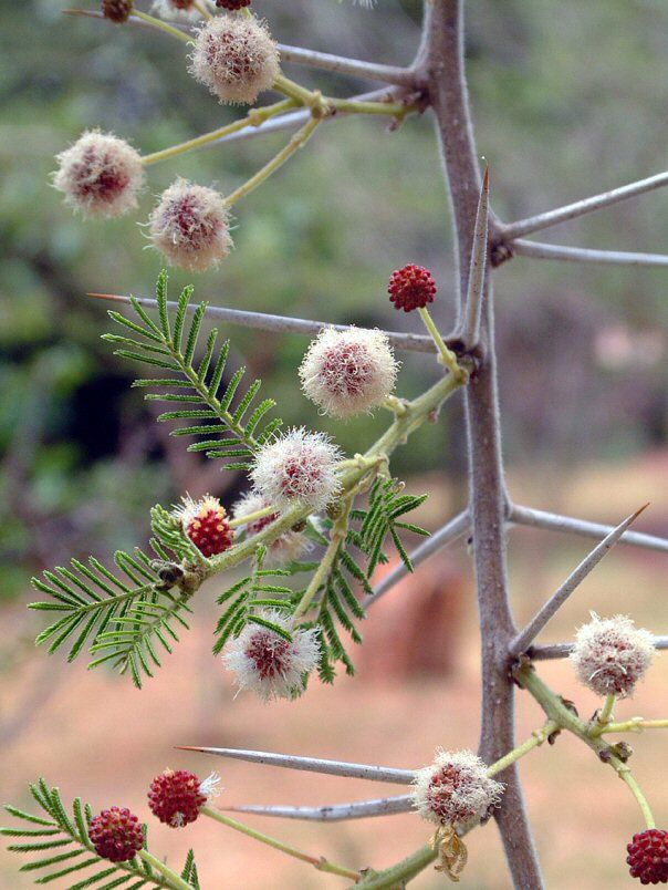 Acacia abyssinica subsp. calophylla