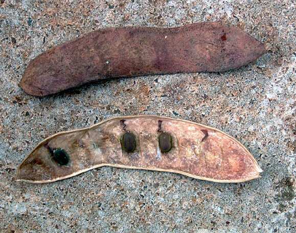 Acacia abyssinica subsp. calophylla