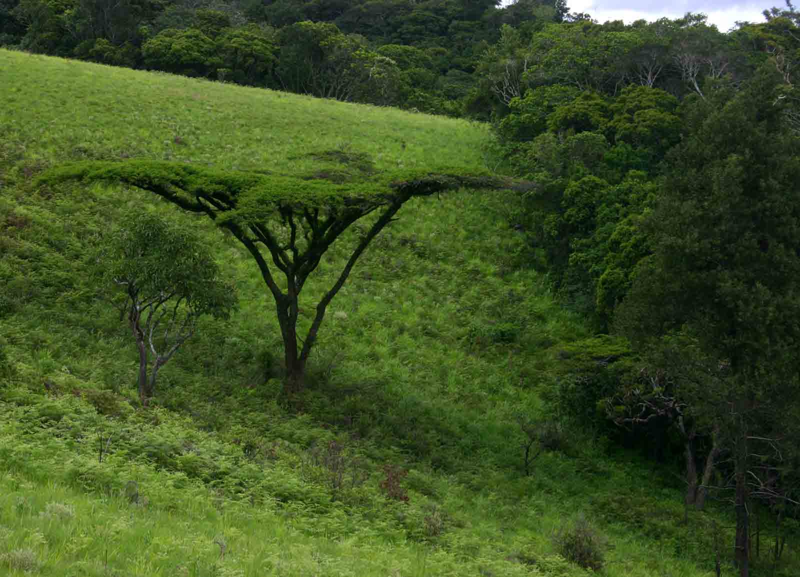 Acacia abyssinica subsp. calophylla