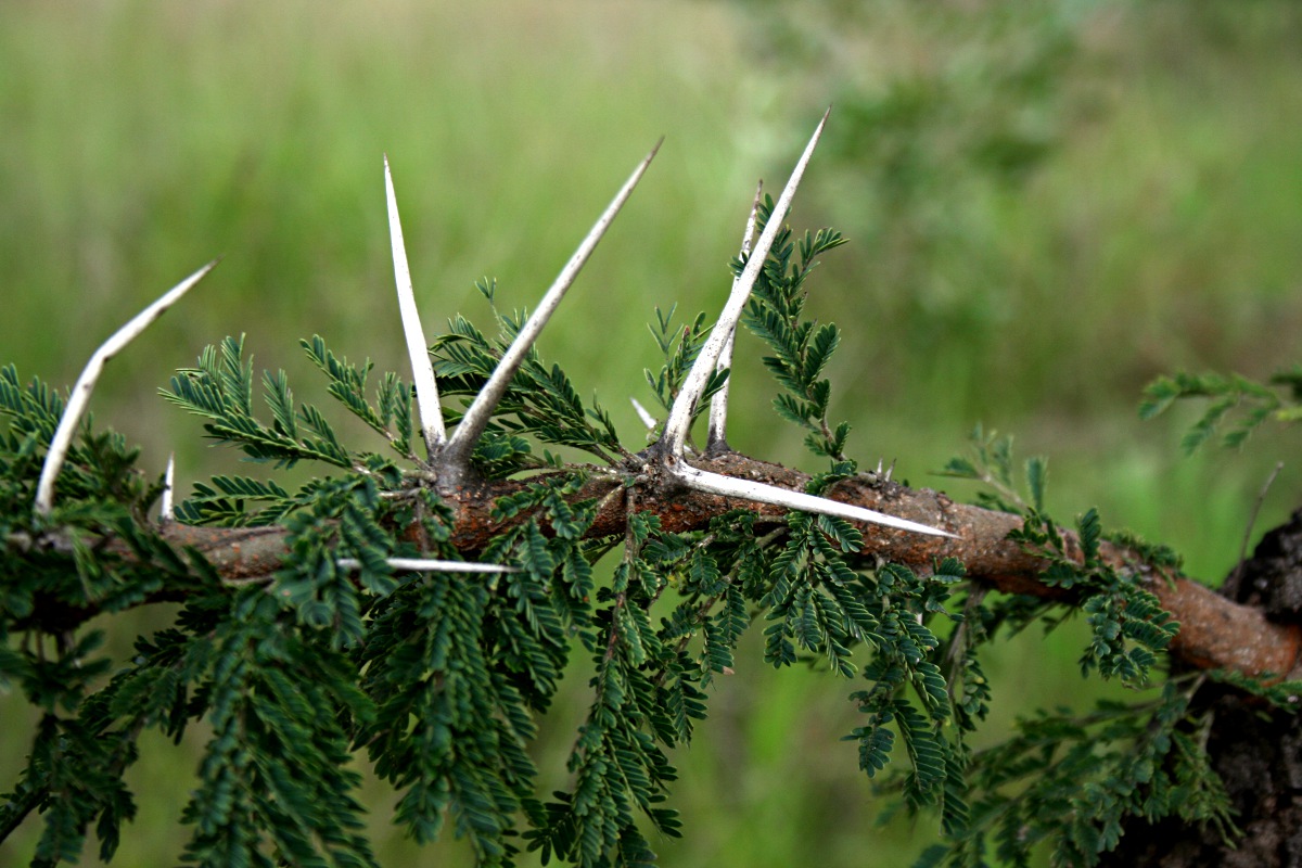 Acacia gerrardii var. gerrardii Acacia gerrardii var. gerrardii
