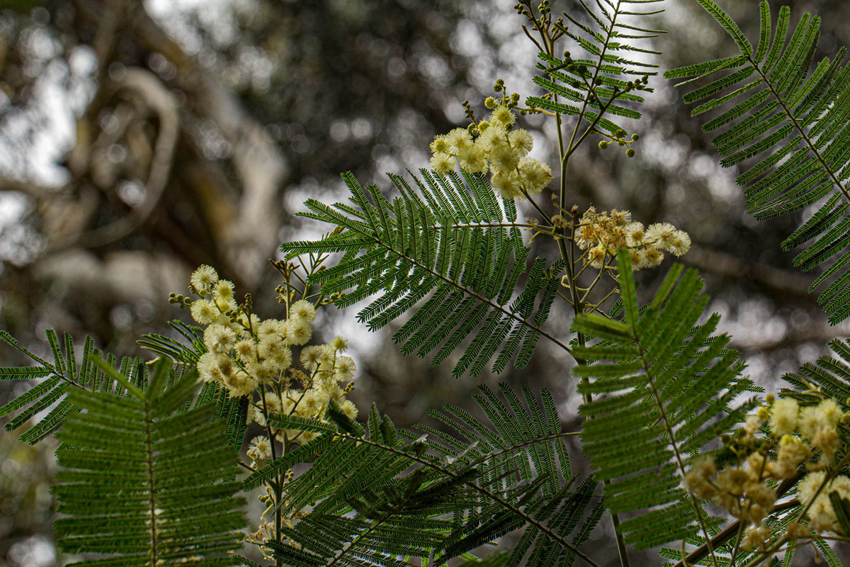 Acacia mearnsii