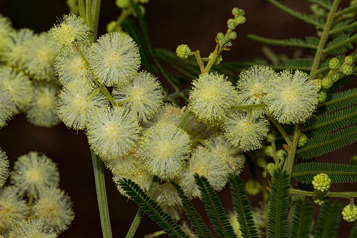 Acacia mearnsii Acacia mearnsii