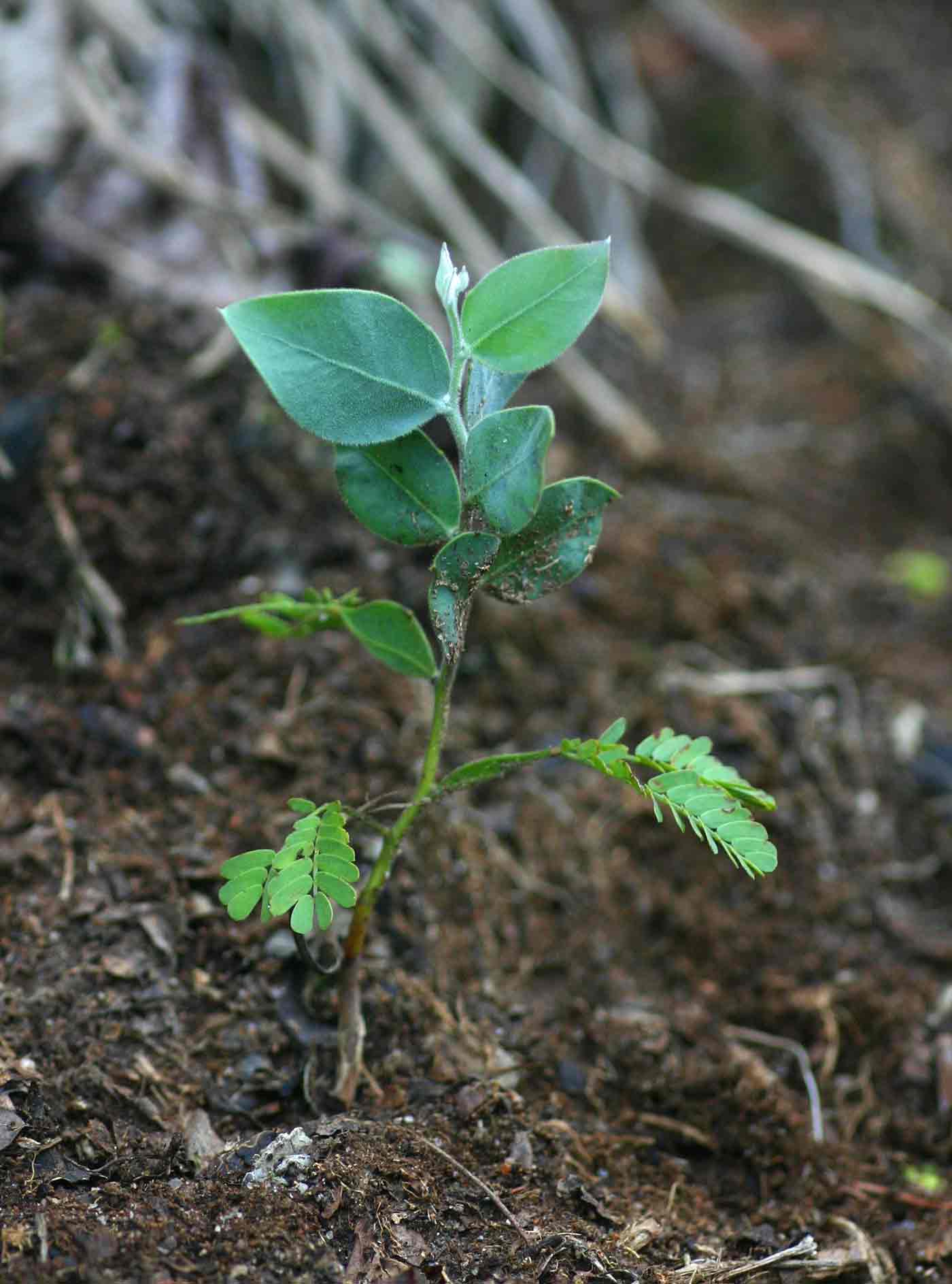 Acacia podalyriifolia Acacia podalyriifolia