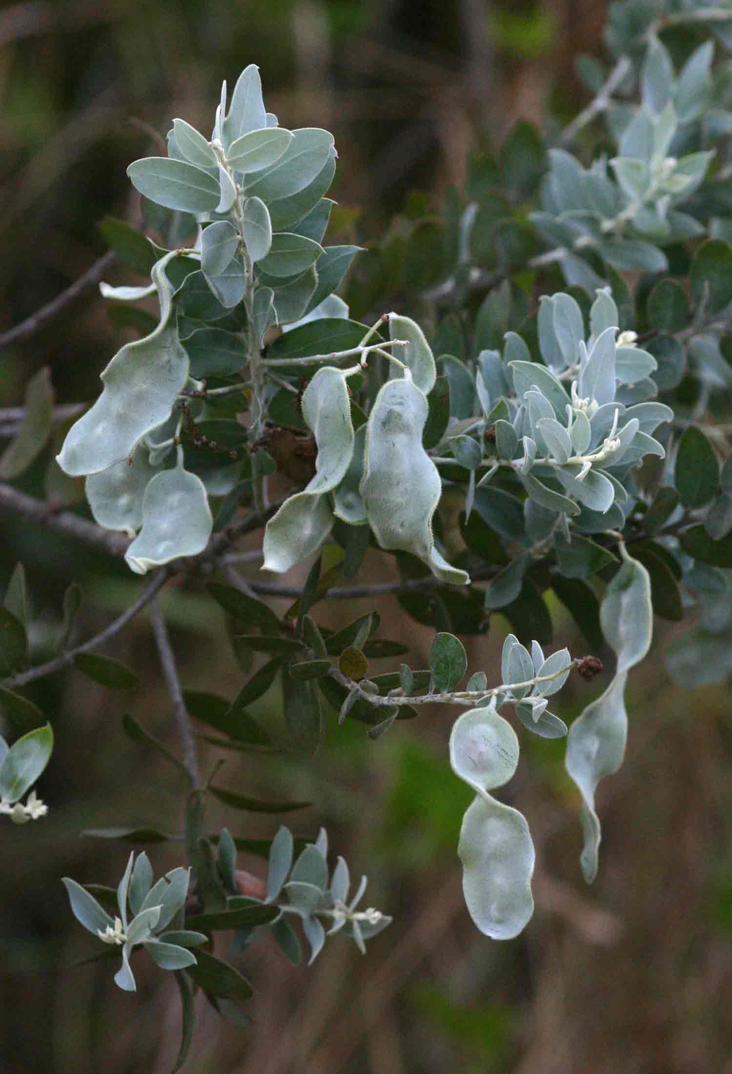 Acacia podalyriifolia
