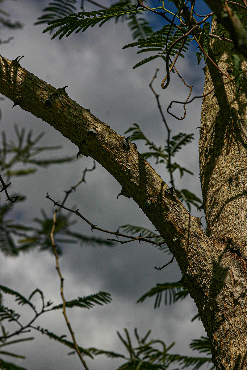 Acacia polyacantha subsp. campylacantha