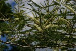Acacia polyacantha subsp. campylacantha