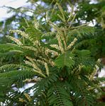 Acacia polyacantha subsp. campylacantha