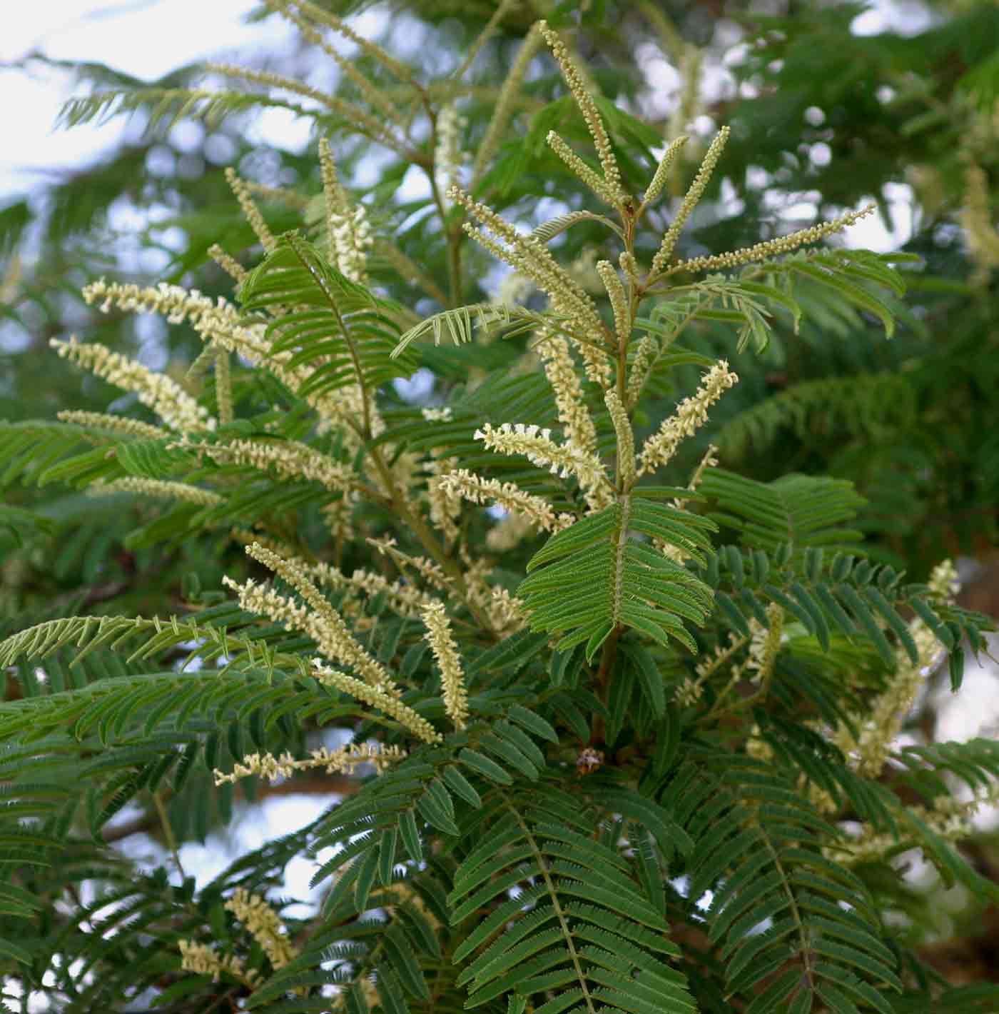 Acacia polyacantha subsp. campylacantha Acacia polyacantha subsp. campylacantha