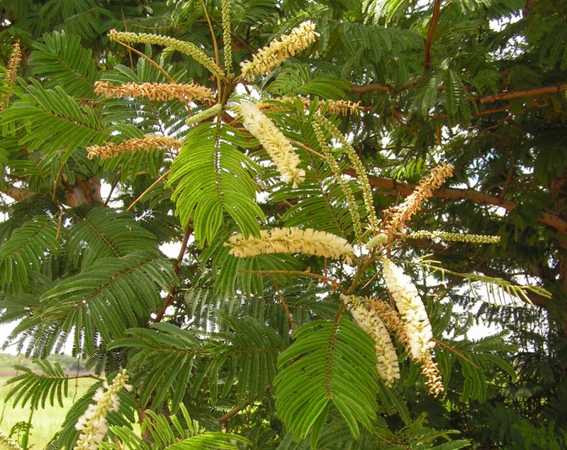 Acacia polyacantha subsp. campylacantha