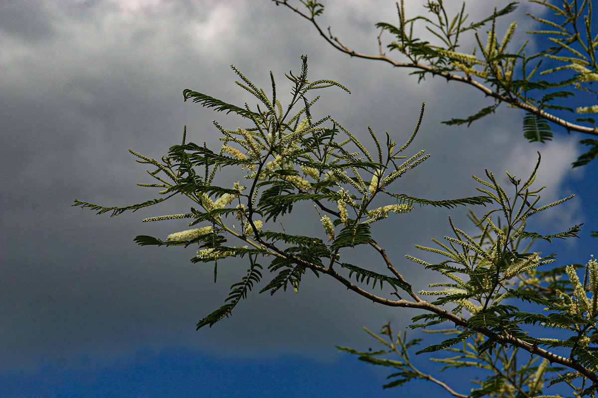 Acacia polyacantha subsp. campylacantha