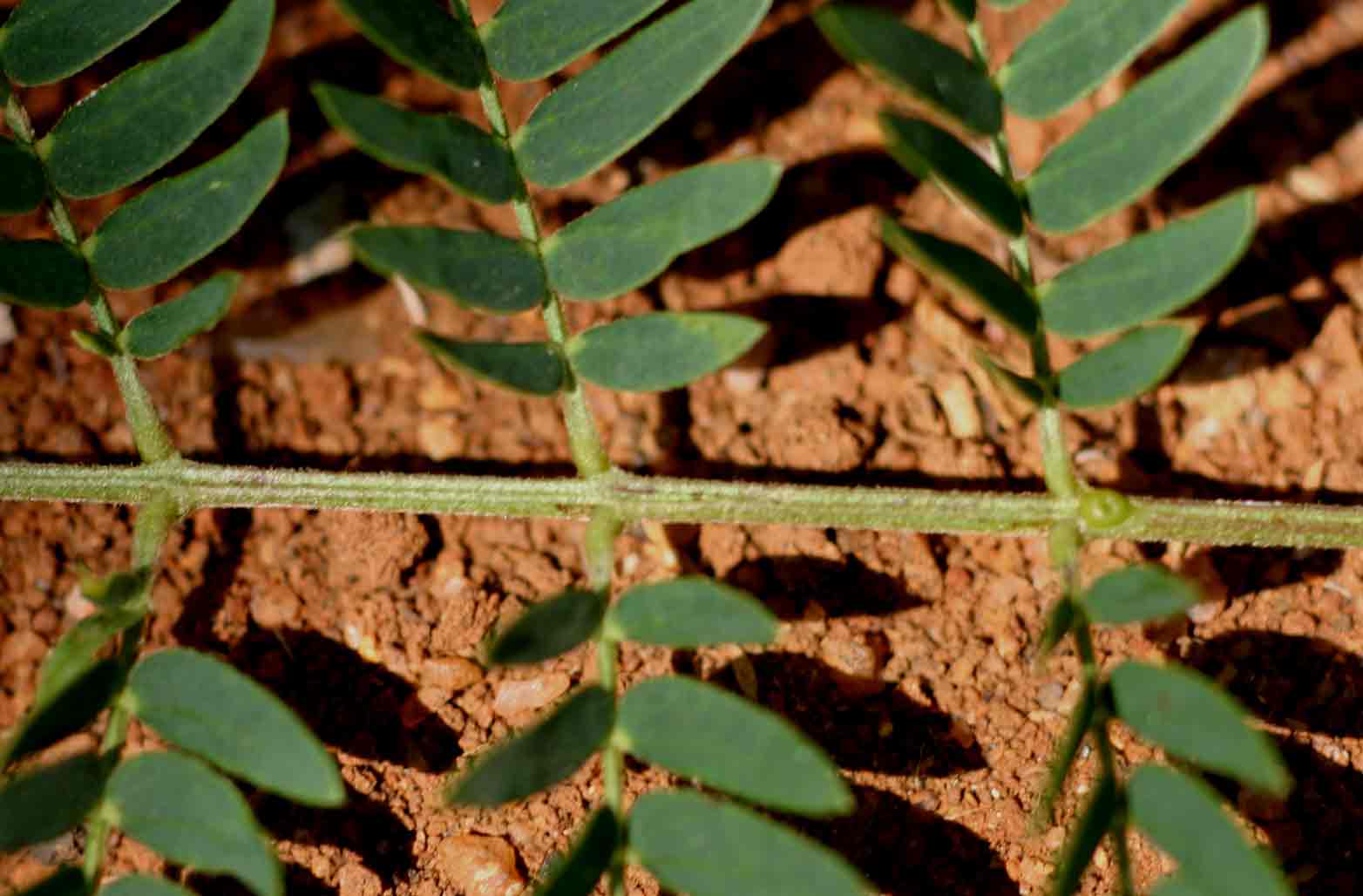 Leucaena leucocephala