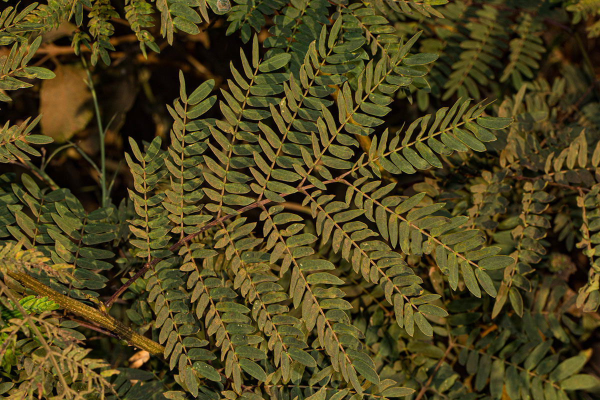 Leucaena leucocephala Leucaena leucocephala