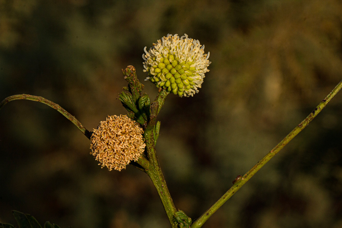 Leucaena leucocephala Leucaena leucocephala