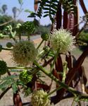 Leucaena leucocephala
