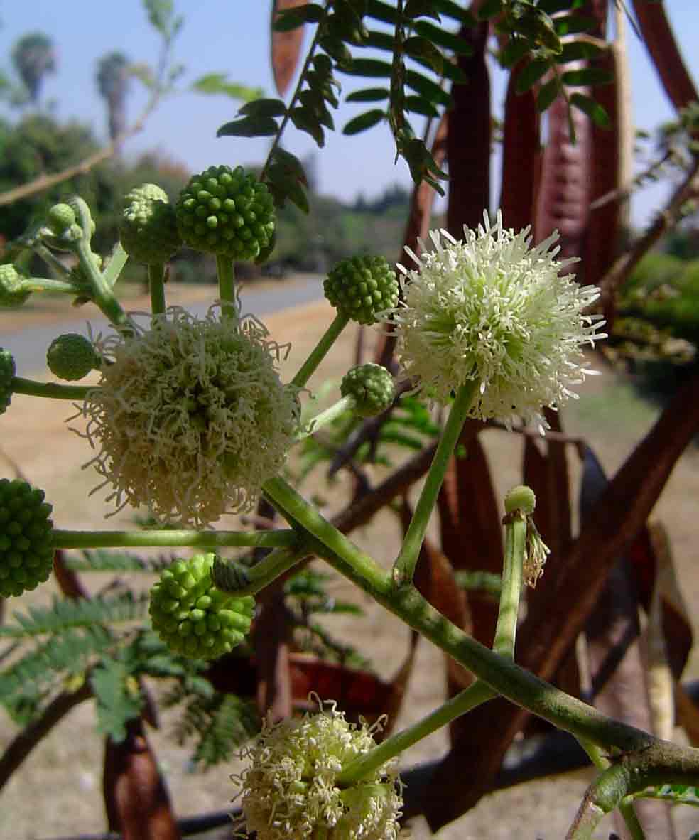 Leucaena leucocephala Leucaena leucocephala