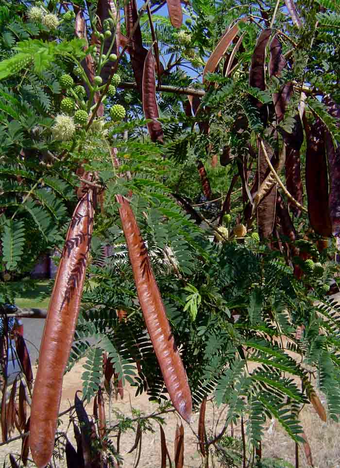 Leucaena leucocephala Leucaena leucocephala