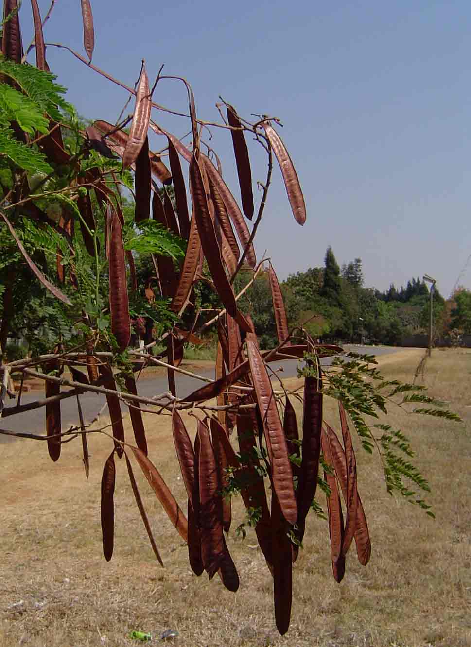 Leucaena leucocephala Leucaena leucocephala